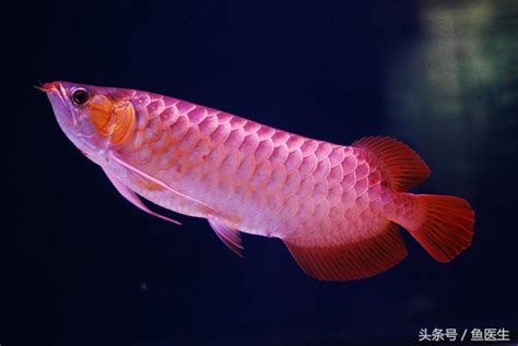 龍魚飼養 粉色系列颜色